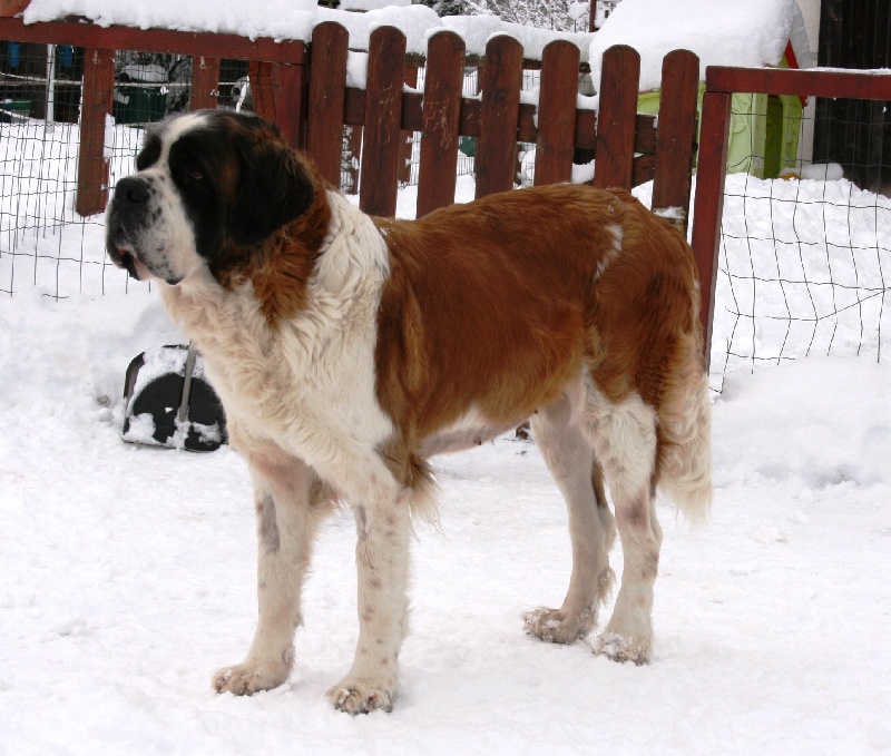 Calypso du val du morakopf