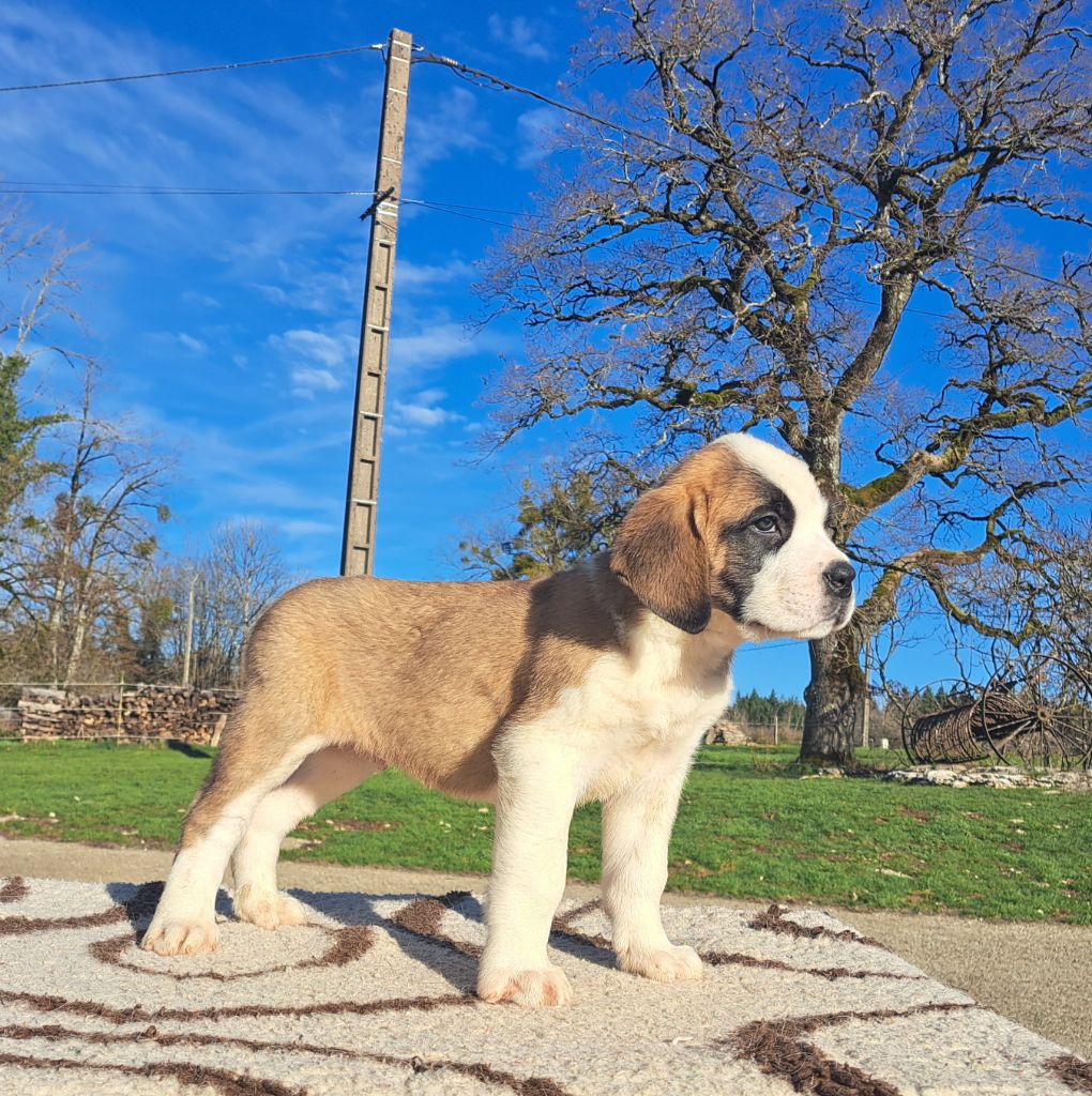 des joly monts de villers - Chiot disponible  - Chien du Saint-Bernard