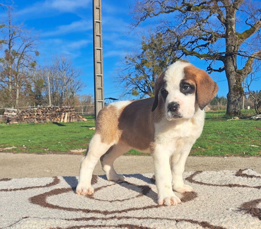 des joly monts de villers - Chiot disponible  - Chien du Saint-Bernard