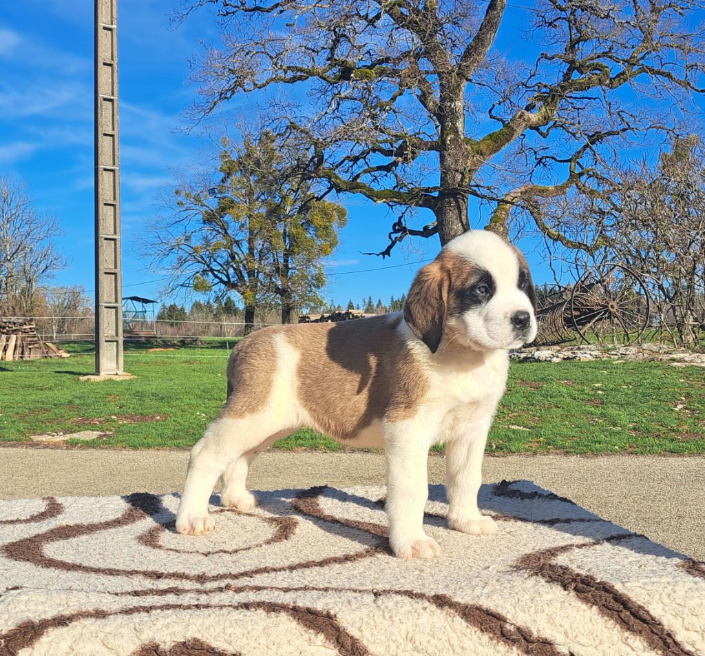 des joly monts de villers - Chiot disponible  - Chien du Saint-Bernard