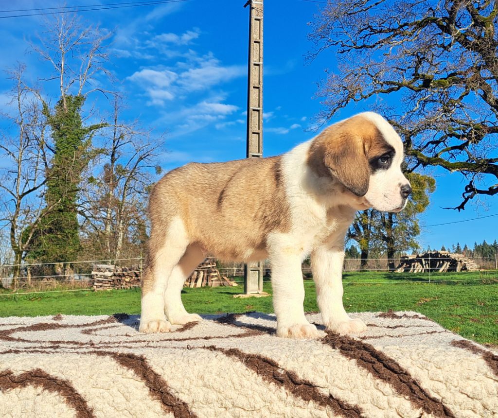 des joly monts de villers - Chiot disponible  - Chien du Saint-Bernard