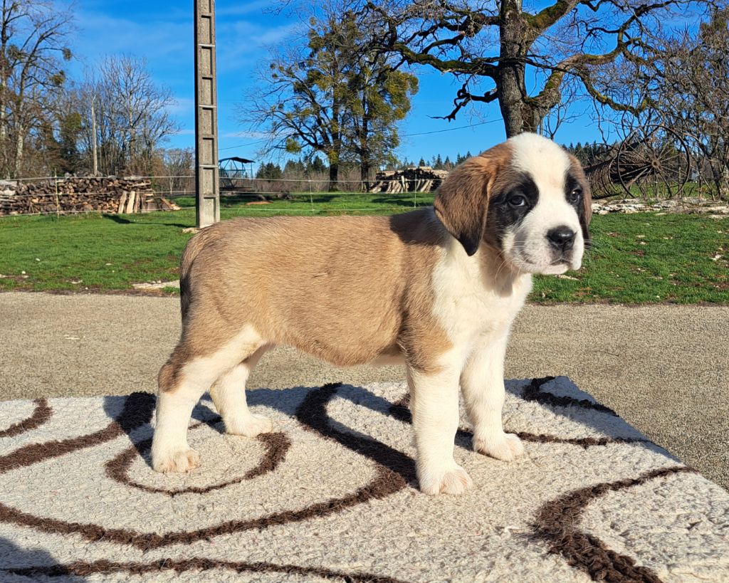 des joly monts de villers - Chiot disponible  - Chien du Saint-Bernard