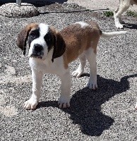 des joly monts de villers - Chien du Saint-Bernard - Portée née le 23/05/2019