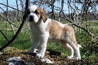 des joly monts de villers - Chien du Saint-Bernard - Portée née le 10/02/2017