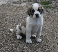 des joly monts de villers - Chien du Saint-Bernard - Portée née le 08/03/2018