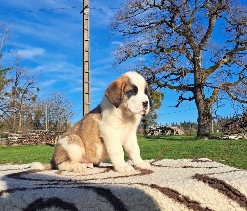 des joly monts de villers - Chiot disponible  - Chien du Saint-Bernard