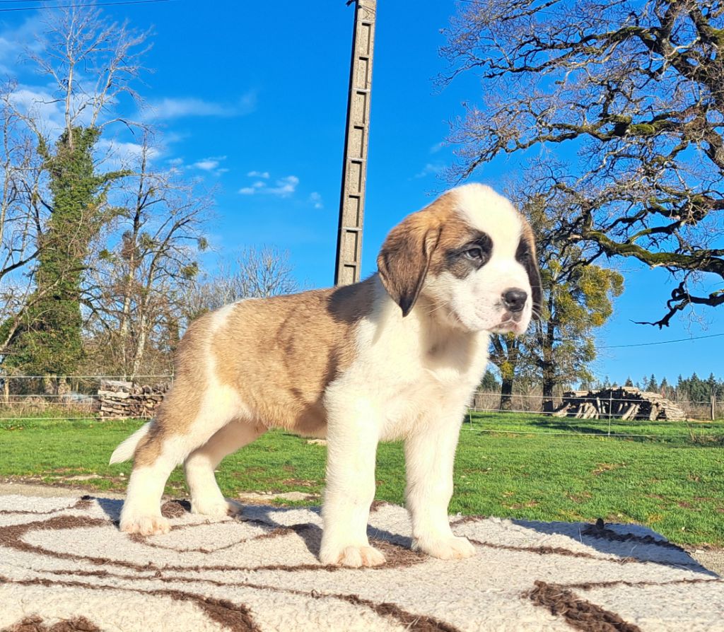 des joly monts de villers - Chiot disponible  - Chien du Saint-Bernard