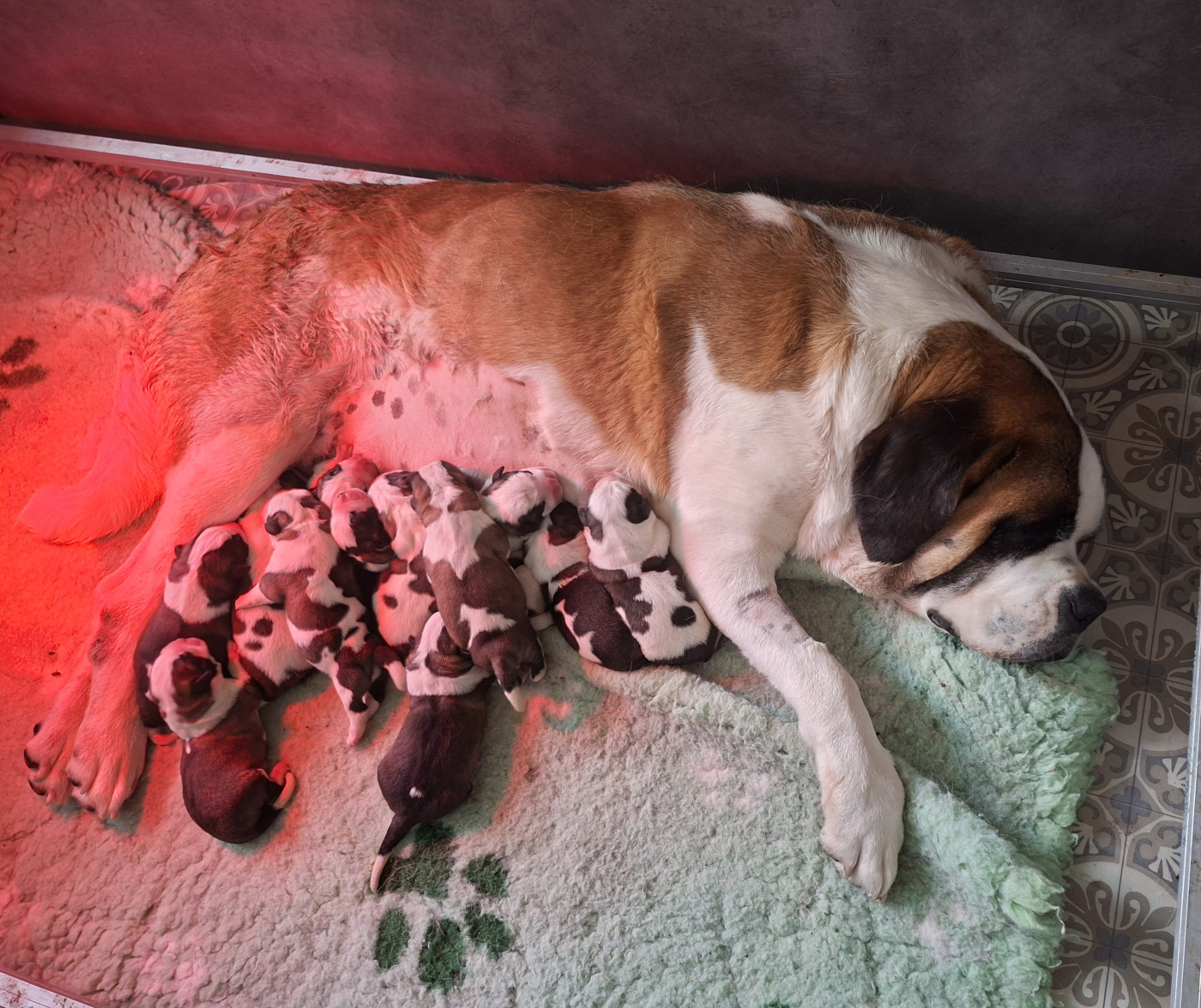 Les chiots de Twiny et Mulder sont nés le 16 juin 2026!