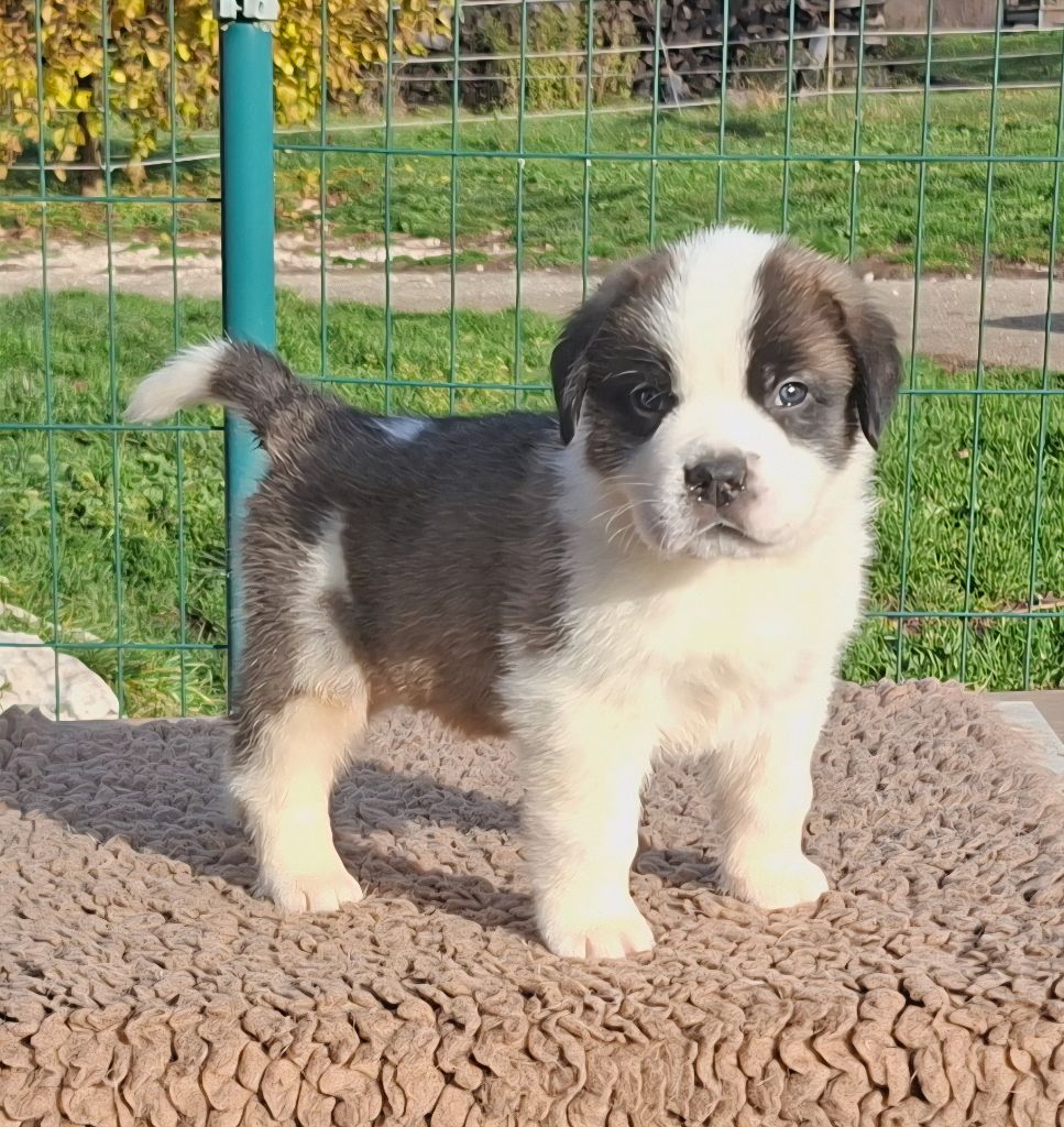 des joly monts de villers - Chiots disponibles - Chien du Saint-Bernard