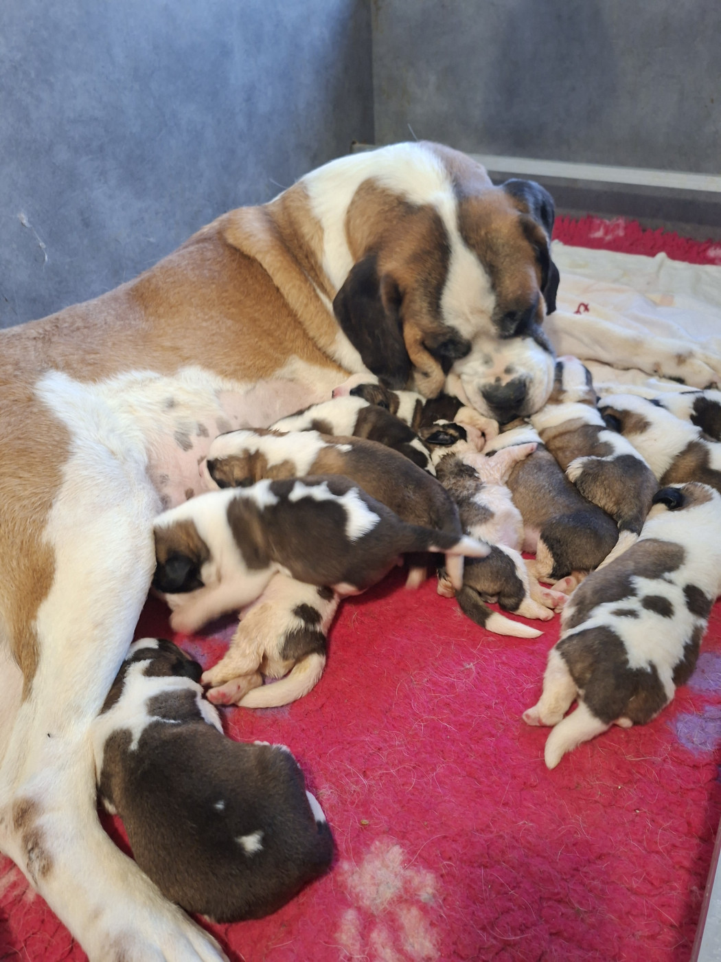 Chiot Chien du Saint-Bernard des joly monts de villers