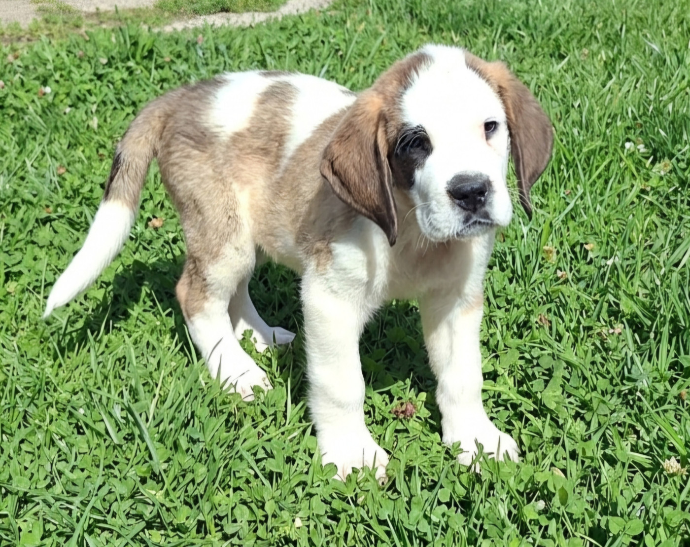 des joly monts de villers - Chiots disponibles - Chien du Saint-Bernard