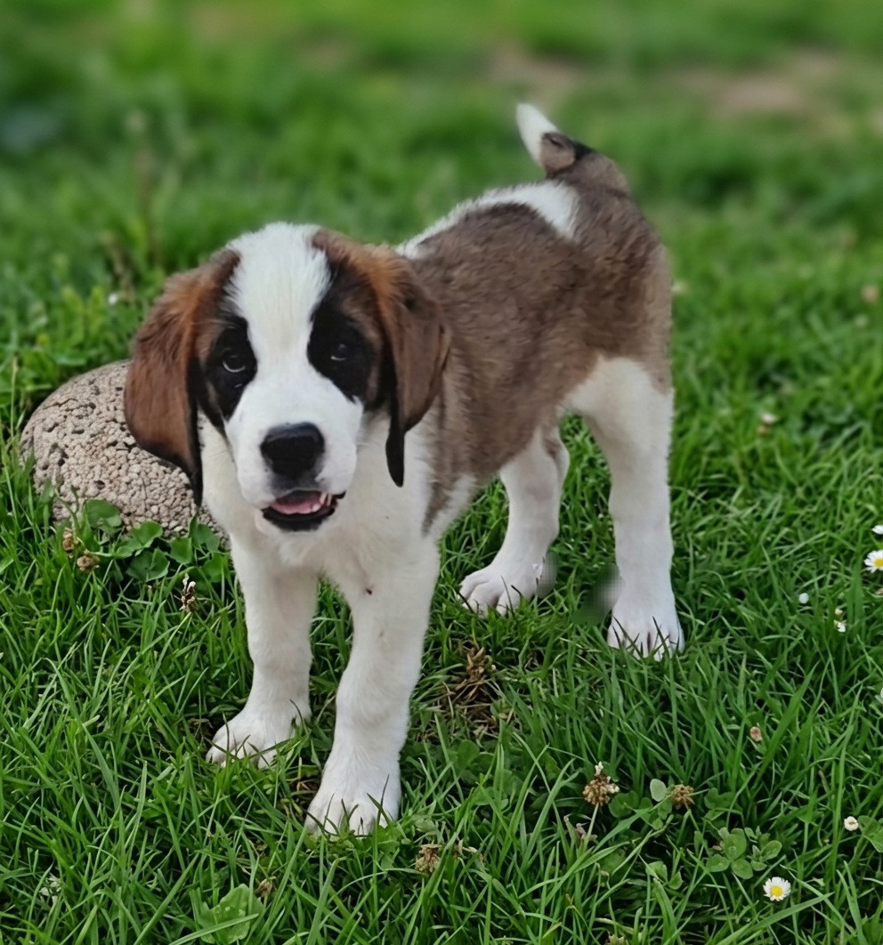 des joly monts de villers - Chiots disponibles - Chien du Saint-Bernard