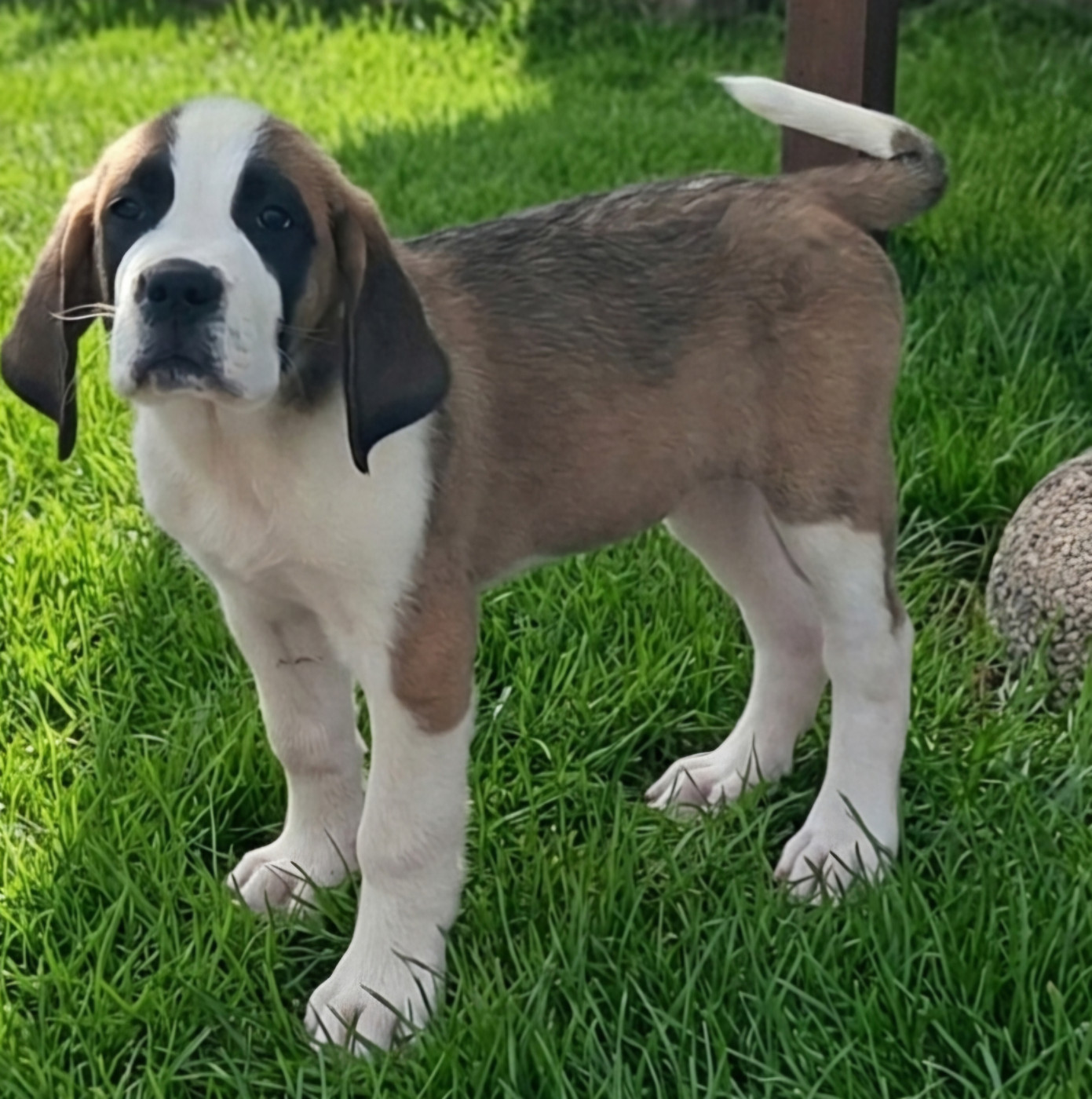 des joly monts de villers - Chiots disponibles - Chien du Saint-Bernard