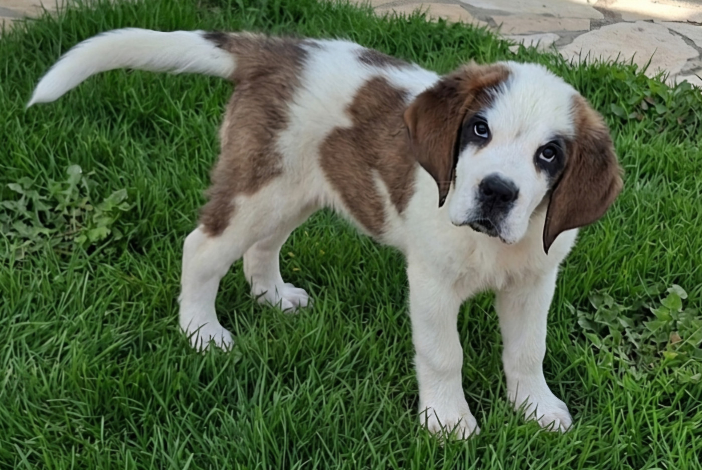 des joly monts de villers - Chiots disponibles - Chien du Saint-Bernard