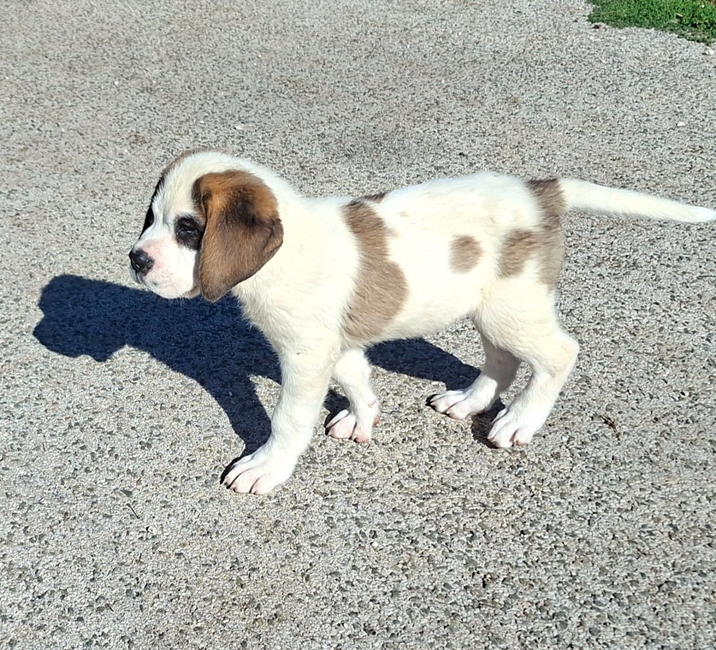des joly monts de villers - Chiots disponibles - Chien du Saint-Bernard
