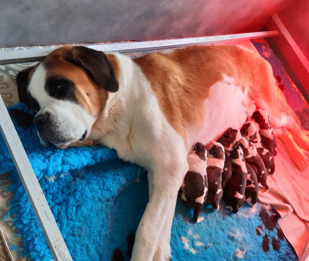 des joly monts de villers - Chien du Saint-Bernard - Portée née le 06/10/2025