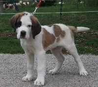 CHIOT