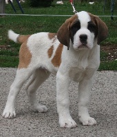 CHIOT